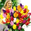 Snijtulpen Mix 2 Snijtulpen Mix -Exporteren Zaaid Tuin Winkel 8901049974814