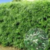 Winterharde Bamboeheg 1 Winterharde Bamboeheg -Exporteren Zaaid Tuin Winkel 8901050826782