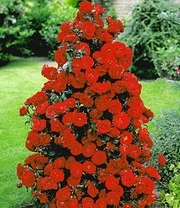 Rode Geurende Struikroos