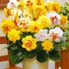 Prachtige Gevulde Narcissen Mix 1 Prachtige Gevulde Narcissen Mix -Exporteren Zaaid Tuin Winkel 8901058297886