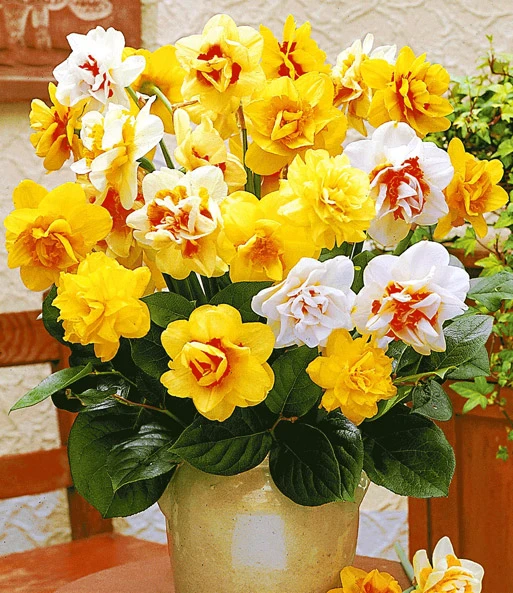 Prachtige Gevulde Narcissen Mix 3 Prachtige Gevulde Narcissen Mix