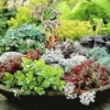 Winterharde Sedum Mix 1 Winterharde Sedum Mix -Exporteren Zaaid Tuin Winkel 8901070815262