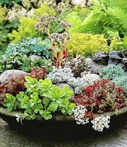 Winterharde Sedum Mix 3 Winterharde Sedum Mix