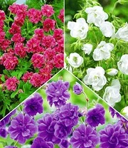 Collectie Winterharde Geraniums 3 Collectie Winterharde Geraniums