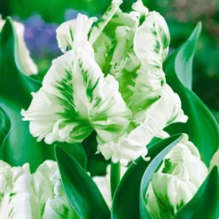 Papegaai Tulpen Collectie 5 Papegaai Tulpen Collectie -Exporteren Zaaid Tuin Winkel 8901091459102