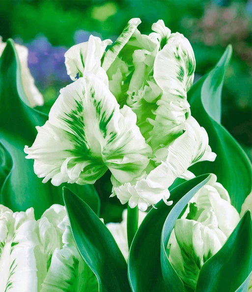 Papegaai Tulpen Collectie 4 Papegaai Tulpen Collectie - Afbeelding 2