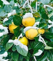 Nieuwe uitgaven -Exporteren Zaaid Tuin Winkel 8901096996894