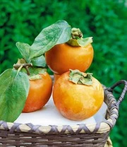 Nieuwe uitgaven 10 Winterharde Kaki (sharonfruit)