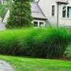 Chinees Zilvergras 'Eulalia' 2 Chinees Zilvergras 'Eulalia' -Exporteren Zaaid Tuin Winkel 8901099913246