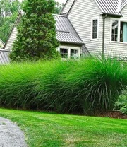 Chinees Zilvergras 'Eulalia' 3 Chinees Zilvergras 'Eulalia'