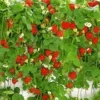 Hangaardbei 'Hummi® ' 1 Hangaardbei 'Hummi® ' -Exporteren Zaaid Tuin Winkel 8901119082526
