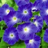 Klimmende Winde 'Blue Hardy' 2 Klimmende Winde 'Blue Hardy' -Exporteren Zaaid Tuin Winkel 8901123473438
