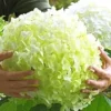 Tuinhortensia 'Incrediball®' 1 Tuinhortensia 'Incrediball®' -Exporteren Zaaid Tuin Winkel 8901129273374