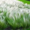 Vedergras (Stipa) 1 Vedergras (Stipa) -Exporteren Zaaid Tuin Winkel 8901150867486
