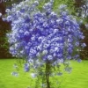 Sierheester Plumbago Mannentrouw 1 Sierheester Plumbago Mannentrouw -Exporteren Zaaid Tuin Winkel 8901159747614