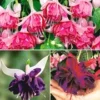 Reuze Fuchsia Rariteiten Collectie 2 Reuze Fuchsia Rariteiten Collectie -Exporteren Zaaid Tuin Winkel 8901173346334