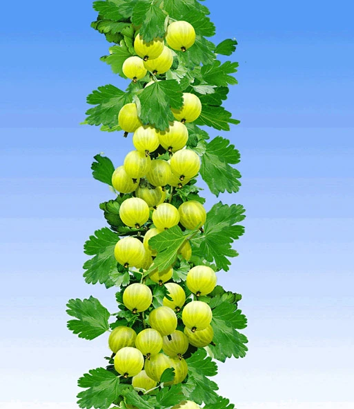 Gele Zuilkruisbes 3 Gele Zuilkruisbes