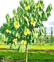 Häberli´s® Prairiebanaan Prima® 4 Häberli´s® Prairiebanaan Prima® - Afbeelding 2