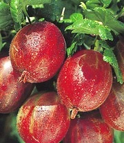 Kruisbesstammetje 'Captivator' 4 Kruisbesstammetje 'Captivator' - Afbeelding 2