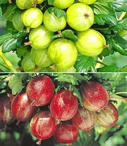 Set Kruisbesstruiken