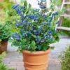 Blauwe Bosbessen 'Blue Parfait' 1 Blauwe Bosbessen 'Blue Parfait' -Exporteren Zaaid Tuin Winkel 8901202706462
