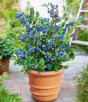 Blauwe Bosbessen 'Blue Parfait'