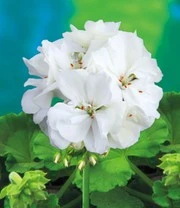 Staande Balkongeraniums Collectie 6 Staande Balkongeraniums Collectie - Afbeelding 4