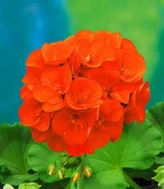 Staande Balkongeraniums Collectie 5 Staande Balkongeraniums Collectie - Afbeelding 3