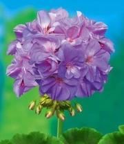 Staande Balkongeraniums Collectie 7 Staande Balkongeraniums Collectie - Afbeelding 5