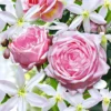 Set Clematis 'Armandii' & Klimroos 'Nahéma®' -Exporteren Zaaid Tuin Winkel 8901289246750