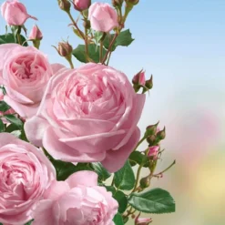 Set Clematis 'Armandii' & Klimroos 'Nahéma®' 7 Set Clematis 'Armandii' & Klimroos 'Nahéma®' -Exporteren Zaaid Tuin Winkel 8901289312286