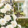 Klimroos 'Blanche Colombe®' -Exporteren Zaaid Tuin Winkel 8901301174302