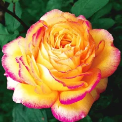 Collectie 'Parfumrozen' 11 Collectie 'Parfumrozen' -Exporteren Zaaid Tuin Winkel 8901302714398