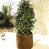 Potplantenbescherming 'Thermo Plus' 45 Cm 2 Potplantenbescherming 'Thermo Plus' 45 Cm -Exporteren Zaaid Tuin Winkel 8901322833950