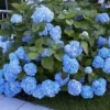 Boerenhortensia 'Générale Vicomtesse De Vibraye®' 2 Boerenhortensia 'Générale Vicomtesse De Vibraye®' -Exporteren Zaaid Tuin Winkel 8901409374238