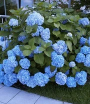 Boerenhortensia 'Générale Vicomtesse De Vibraye®'