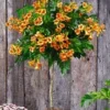 Campsis Stammetje 'Indian Summer®',1 Plant -Exporteren Zaaid Tuin Winkel 8901495160862