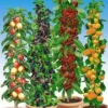 Zuilfruit Rariteiten Collectie 1 Zuilfruit Rariteiten Collectie -Exporteren Zaaid Tuin Winkel 8901514166302