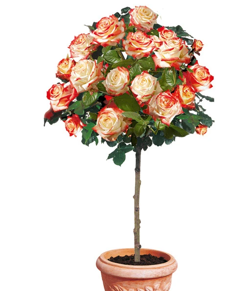 Rozenstam 'Impératrice Farah®' 3 Rozenstam 'Impératrice Farah®'