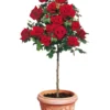 Rozenstam 'Le Rouge Et Le Noir®' 2 Rozenstam 'Le Rouge Et Le Noir®' -Exporteren Zaaid Tuin Winkel 8901545721886