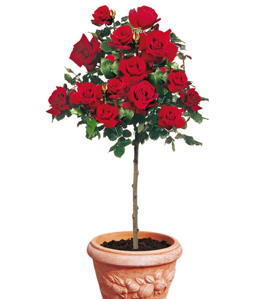 Rozenstam 'Le Rouge Et Le Noir®' 3 Rozenstam 'Le Rouge Et Le Noir®'