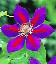 Clematis Rariteiten Collectie Voor Een Voordeelprijs 5 Clematis Rariteiten Collectie Voor Een Voordeelprijs - Afbeelding 3