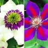 Clematis Rariteiten Collectie Voor Een Voordeelprijs