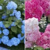 Hortensia Collectie Voor Een Voordeelprijs -Exporteren Zaaid Tuin Winkel 8901666111518