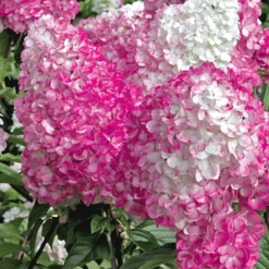 Hortensia Collectie Voor Een Voordeelprijs 11 Hortensia Collectie Voor Een Voordeelprijs -Exporteren Zaaid Tuin Winkel 8901666308126