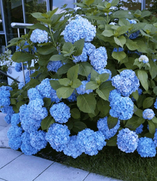Hortensia Collectie Voor Een Voordeelprijs 4 Hortensia Collectie Voor Een Voordeelprijs - Afbeelding 2