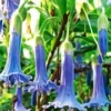 Australische Mini Brugmansia 1 Australische Mini Brugmansia -Exporteren Zaaid Tuin Winkel 8902061522974