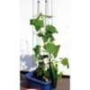 Komkommerzuil 120 Cm -Exporteren Zaaid Tuin Winkel 8902073450526