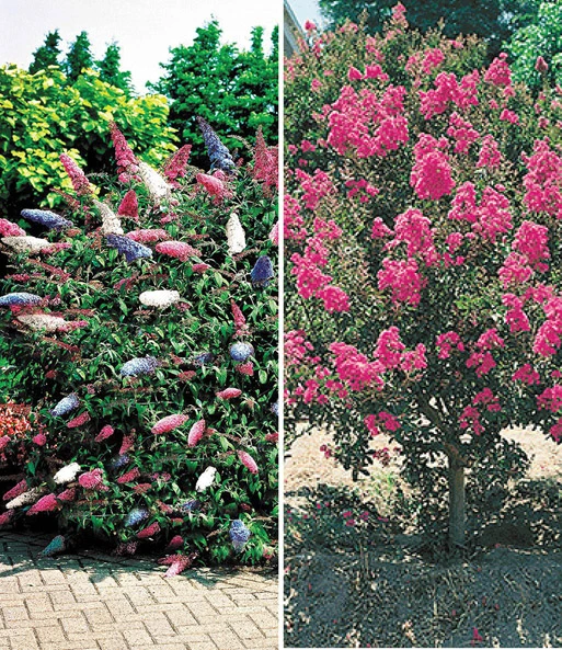 Bloeiende Struiken Collectie 3 Bloeiende Struiken Collectie