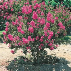 Bloeiende Struiken Collectie 7 Bloeiende Struiken Collectie -Exporteren Zaaid Tuin Winkel 8902124732446